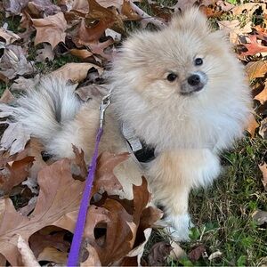 Meet your Posher, Holly